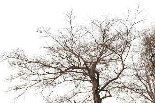 Grenar av döda träd i tropiska skogar. — Stockfoto