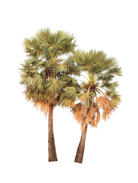 Albero tropicale o palma da zucchero isolato su sfondo bianco . — Foto Stock