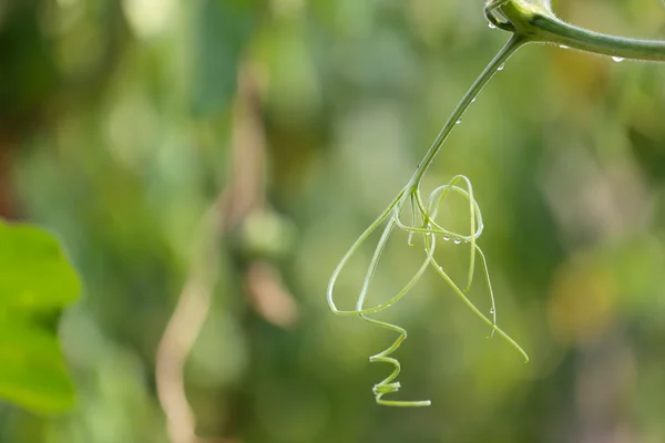 Reben grüner Pflanze im Gemüsegarten. — Stockfoto