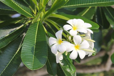 Beyaz tesisat ya da frangipani çiçeği.