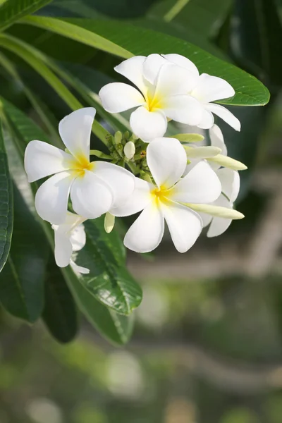 Plumeria blanche ou fleur frangipani. — Photo