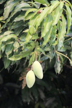 Yeşil mango meyve ağacı üzerinde.