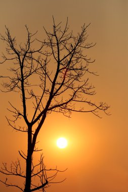 siluet stil Sunset'teki ağacı.