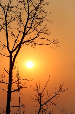 siluet stil Sunset'teki ağacı.
