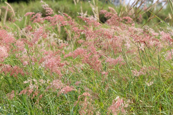 Fiore d'erba nel cortile . — Foto Stock