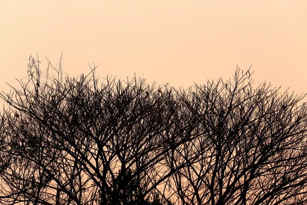 Trädet av silhuett stil på sunset. — Stockfoto