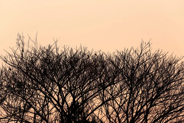 Árvore de estilo silhueta no pôr do sol . — Fotografia de Stock