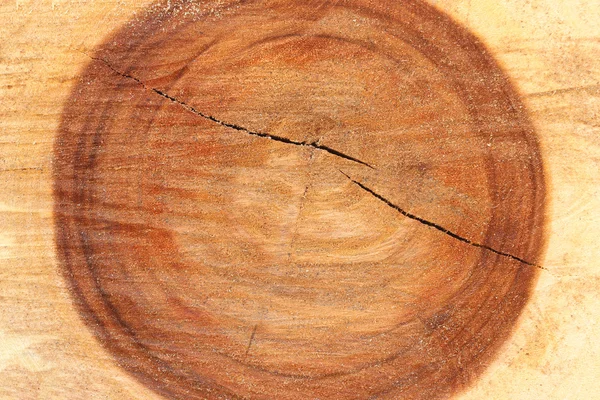 Superficie in legno del tronco . — Foto Stock