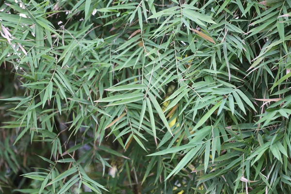 Bamboo tree in the garden. — Stock Photo, Image