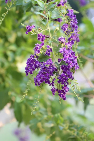 Adı menekşe çiçek "Güvercin berry" blooming olduğunu. — Stok fotoğraf