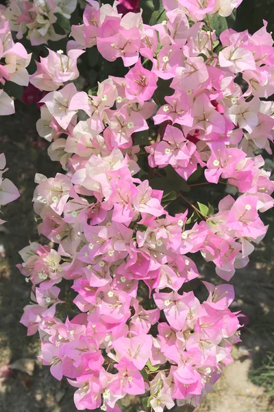 Pembe Begonviller ağaçta açan. — Stok fotoğraf