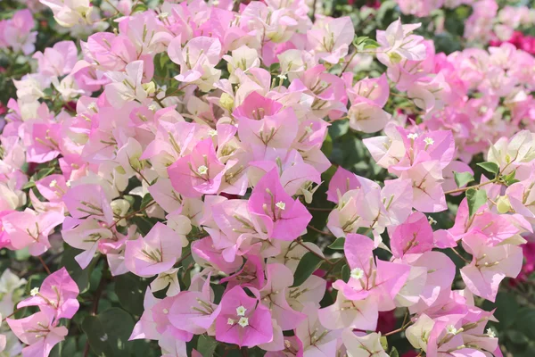 Pink Bougainvillea blooming on tree. — Stock Photo, Image