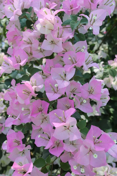 粉红色的九重葛树上开花. — 图库照片