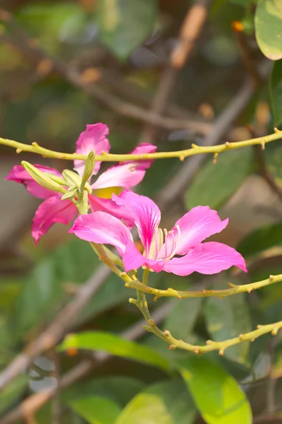Motýlí strom a mají růžové květiny kvetou v zahradě. — Stock fotografie