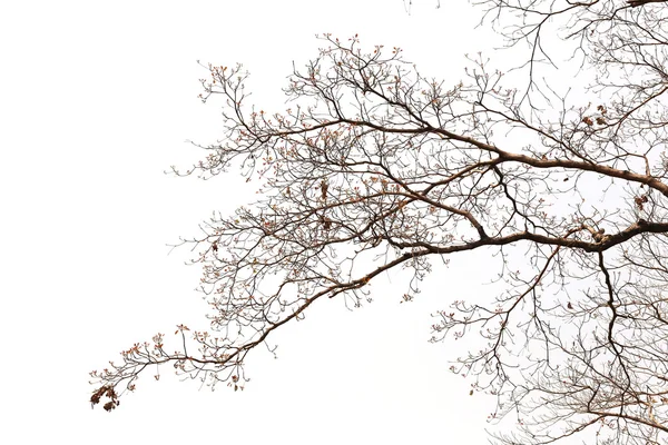 Grenar av döda träd i tropiska skog. — Stockfoto