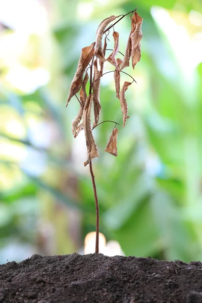 Seedlings of dry dead on soil in the backyard. — Stock Photo, Image