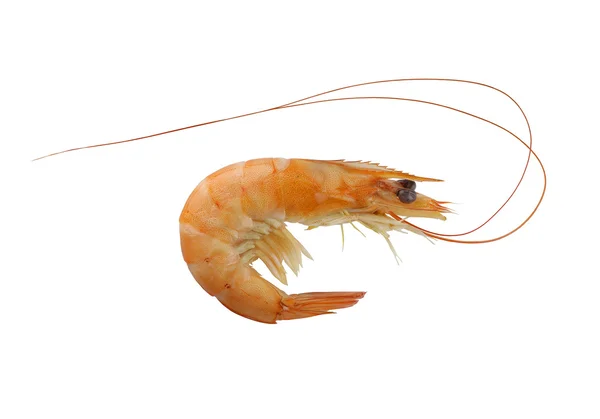Cooked shrimp on a white background. — Stock Photo, Image