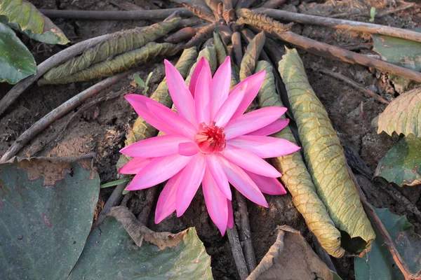 Růžový lotos kvetou v noci na suché zemi. — Stock fotografie