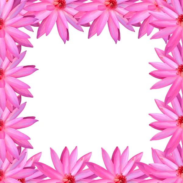 Frame roze lotus geïsoleerd op witte achtergrond. — Stockfoto