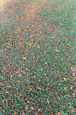 Çimlerde sonbahar yaprakları.