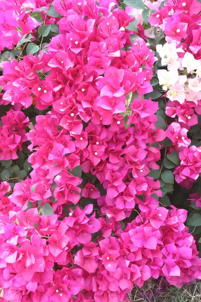 Bougainvillea rosa floreciendo en el árbol . —  Fotos de Stock