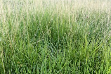 Çim bahçede çiçek açan.