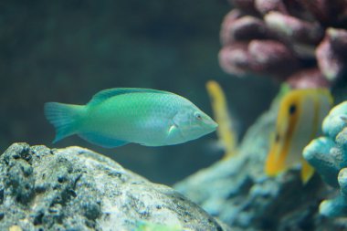 Papağan balık veya gölgeli papağan.