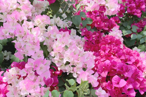 Pink Bougainvillea blooming on tree. — Stock Photo, Image