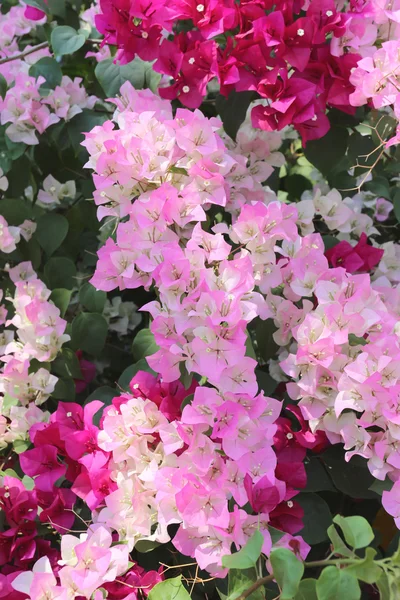 Pink Bougainvillea blooming on tree. — Stock Photo, Image