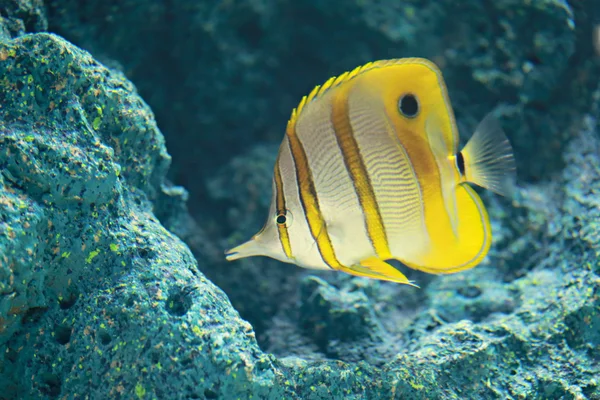 Pesce farfalla fasciato di rame . — Foto Stock