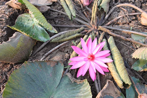 Flor de loto rosa por la mañana en el suelo seco . —  Fotos de Stock