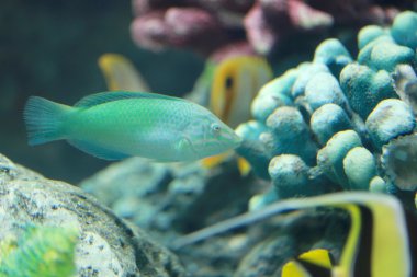 Papağan balık veya gölgeli papağan.