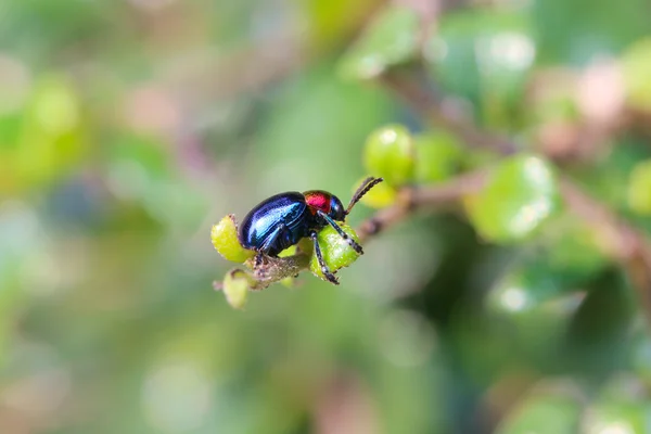 Blauwe Bladsprietkevers op tak boom in de tuin. — Stockfoto