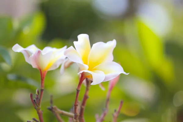 White plumeria or frangipani flower on tree. — Stock Photo, Image