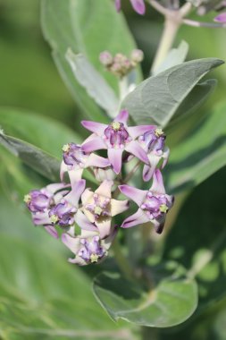 Calotropis kızgözü veya taç çiçek ve çiçek ağaç üzerinde.