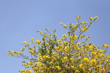Tabebuia spectabilis çiçek ya da sarı tabebuia çiçek çiçeklenme t