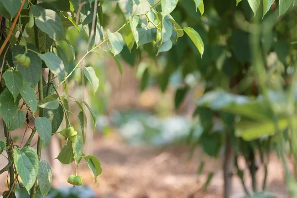 Legumes of Sacha inchi or Inca peanut tree. — Stock Photo, Image