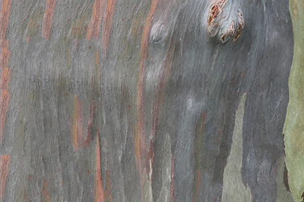 Corteza marrón de árbol viejo en el bosque . — Foto de Stock