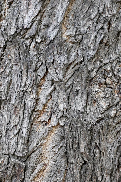 Casca marrom de árvore velha na floresta . — Fotografia de Stock