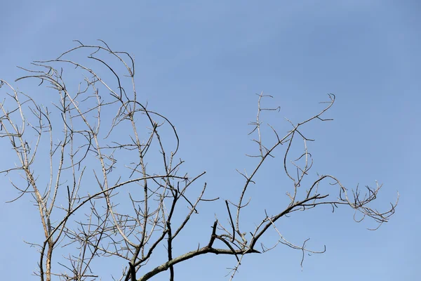 Rami di alberi morti nelle foreste tropicali . — Foto Stock