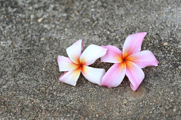 床に白いプルメリアやフランジパニの花 — ストック写真
