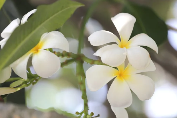 Witte plumeria of frangipani bloem. — Stockfoto