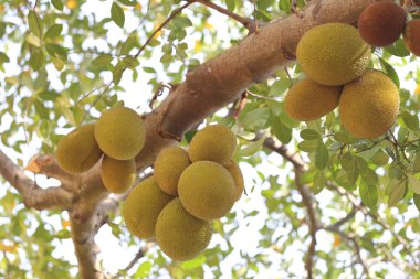 nefesi ağaç üzerinde.