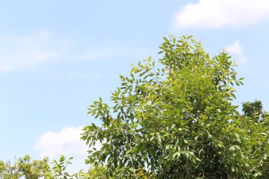 Tropik ağaç üzerinde mavi gökyüzü.