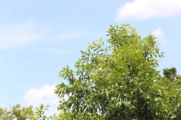 Albero tropicale su cielo blu . — Foto Stock