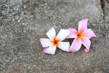 zemin üzerinde beyaz plumeria veya frangipani çiçek