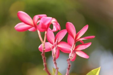 Kırmızı plumeria veya frangipani çiçek.