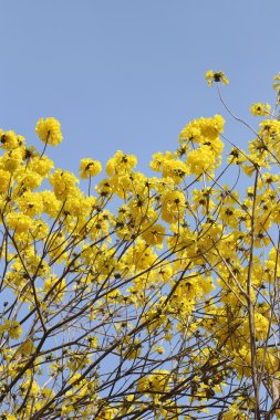 Tabebuia spectabilis çiçek ya da sarı tabebuia çiçek çiçeklenme t