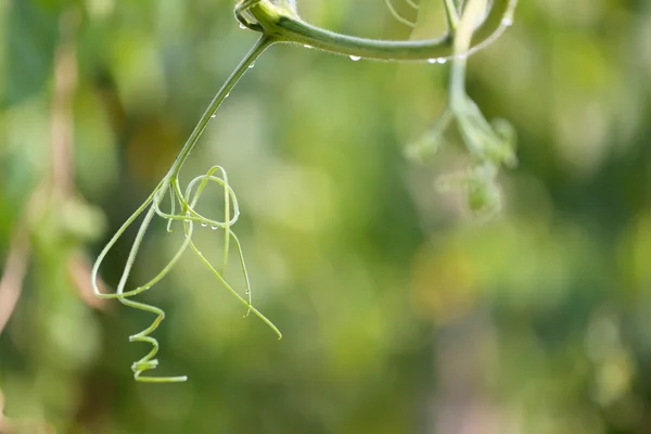 绿色的植物，菜园里的葡萄藤. — 图库照片