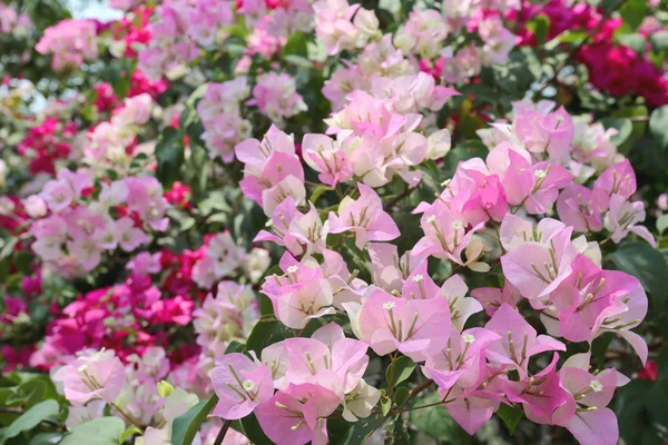 Roze bougainville op boom in bloei. — Stockfoto